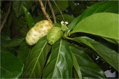 Morinda citrifolia